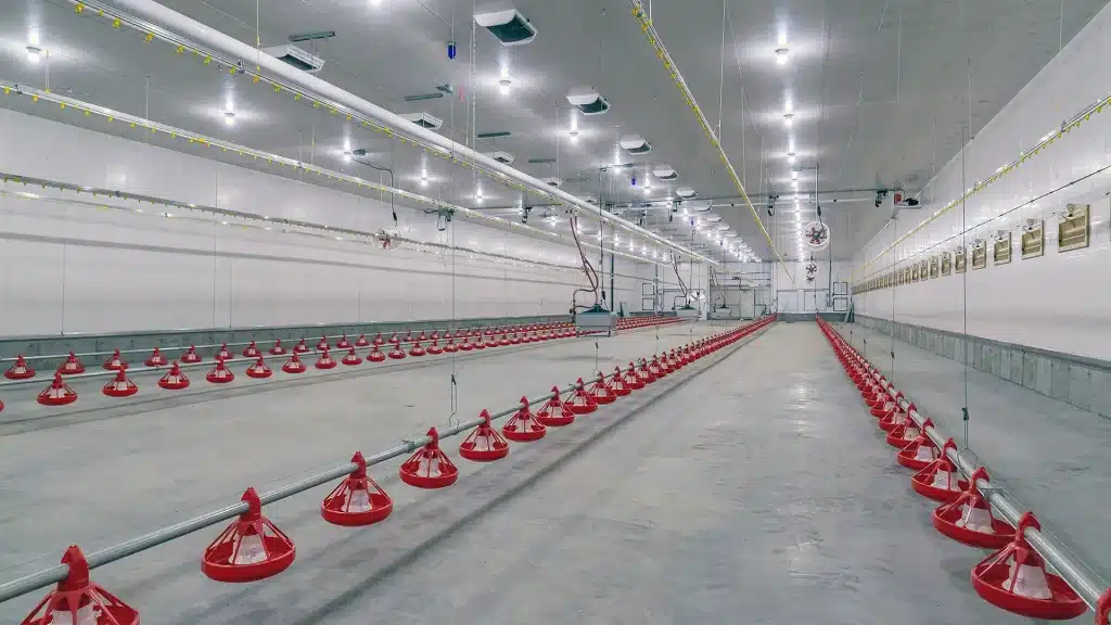 Interior Post-frame Chicken Barn