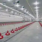 Interior Post-frame Chicken Barn