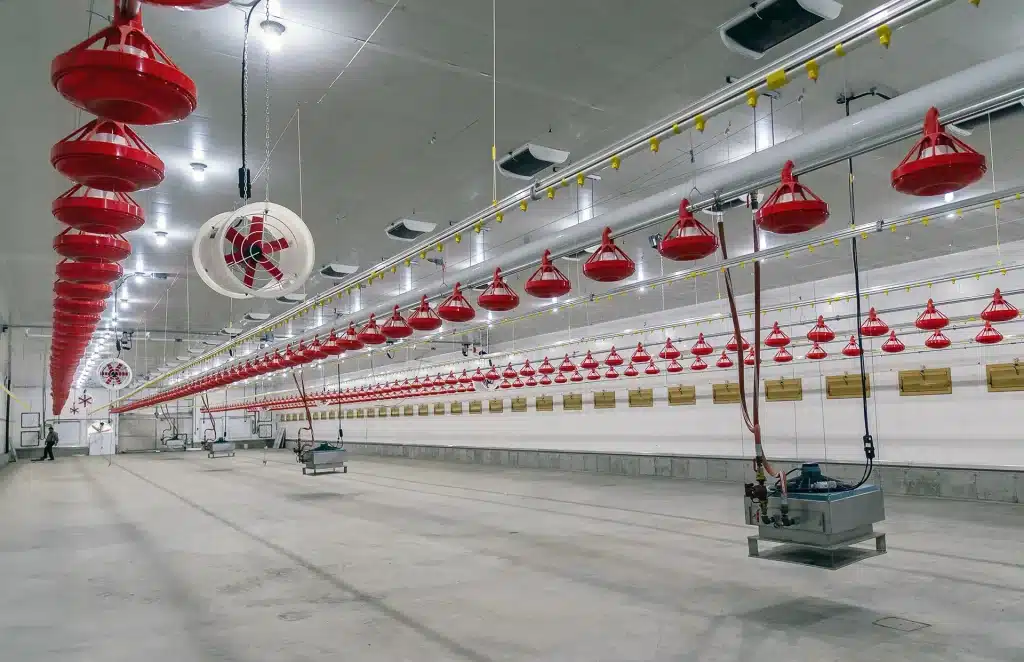 Interior Post-frame Chicken Barn