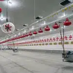 Interior Post-frame Chicken Barn